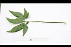 合果芋-葉背03.JPG