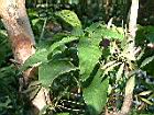 合果芋11.JPG