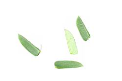 合歡-小葉00.jpg