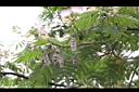 合歡-實04.JPG