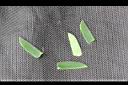 合歡-小葉01.jpg