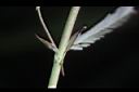 合萌-托葉01.JPG
