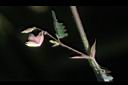 合萌-花07.JPG