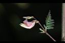 合萌-花09.JPG