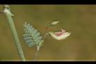 合萌-花12.JPG