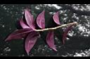 吊竹草-葉背09.JPG