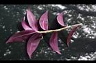 吊竹草-葉背08.JPG
