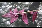 吊竹草-葉背12.JPG