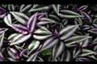 吊竹草06.JPG