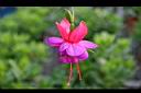 吊鐘花-花12.jpg