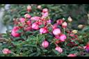 吊鐘花-花13.jpg
