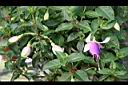 吊鐘花-花16.jpg
