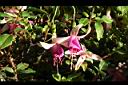 吊鐘花-花17.jpg