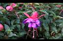 吊鐘花-花19.jpg
