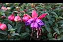 吊鐘花-花20.jpg