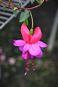 吊鐘花-花06.jpg