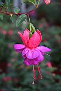 吊鐘花-花07.jpg