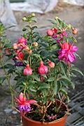 吊鐘花-花09.jpg