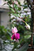 吊鐘花-花21.jpg