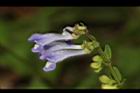 向天盞-花04.JPG
