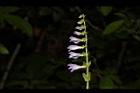 向天盞-花30.JPG