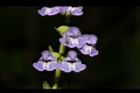向天盞-花34.JPG