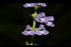 向天盞-花35.JPG