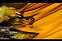 向日葵-雌蕊00.JPG