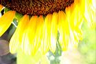 向日葵-舌狀花03.JPG