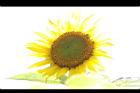 向日葵-花05.JPG