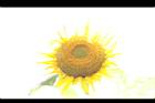 向日葵-花06.JPG