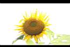 向日葵-花07.JPG