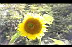 向日葵-花08.JPG