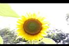 向日葵-花11.JPG