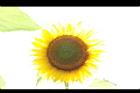 向日葵-花12.JPG