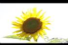 向日葵-花15.JPG