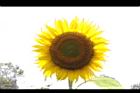 向日葵-花18.JPG