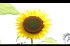 向日葵-花19.JPG