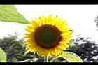 向日葵-花21.JPG