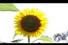 向日葵-花22.JPG