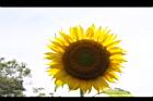向日葵-花23.JPG