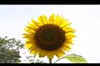 向日葵-花24.JPG