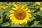 向日葵-花26.jpg