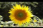 向日葵-花37.JPG