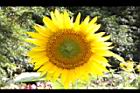 向日葵-花40.JPG