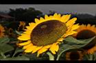 向日葵-花45.JPG