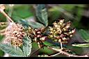 含羞草-實00.jpg