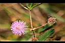 含羞草-花02.jpg