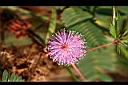 含羞草-花03.jpg