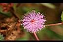 含羞草-花04.jpg